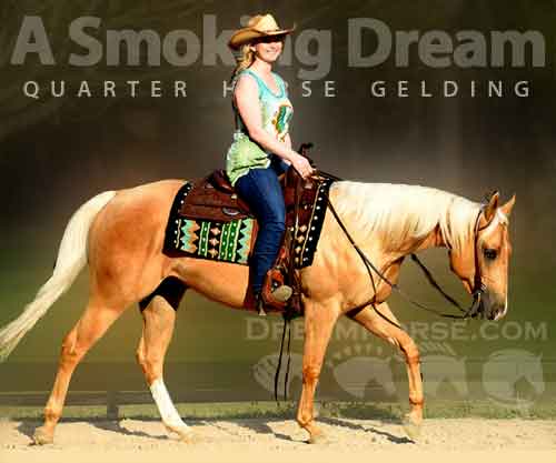 Horse ID: 2269938 A Smoking Dream