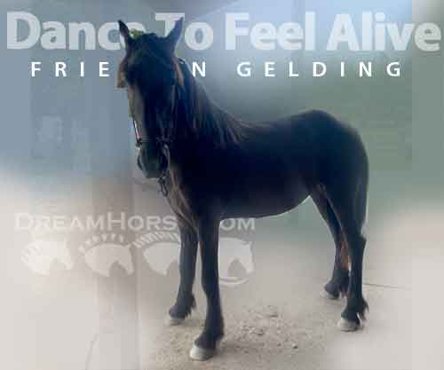 Horse ID: 2269947 Dance To Feel Alive