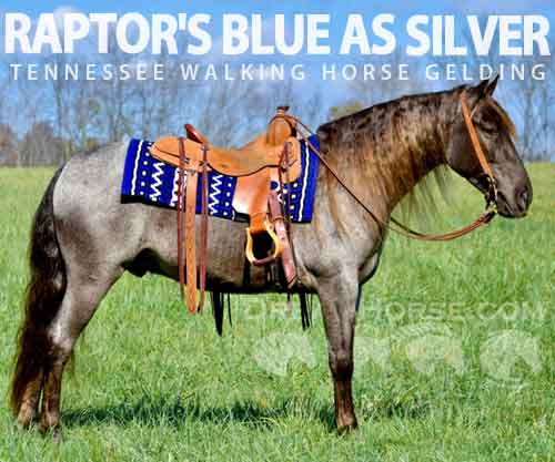 Horse ID: 2270026 RAPTOR'S BLUE AS SILVER