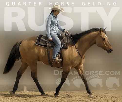 Horse ID: 2270037 Rusty