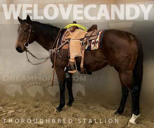 Horse ID: 2270042 WELOVECANDY