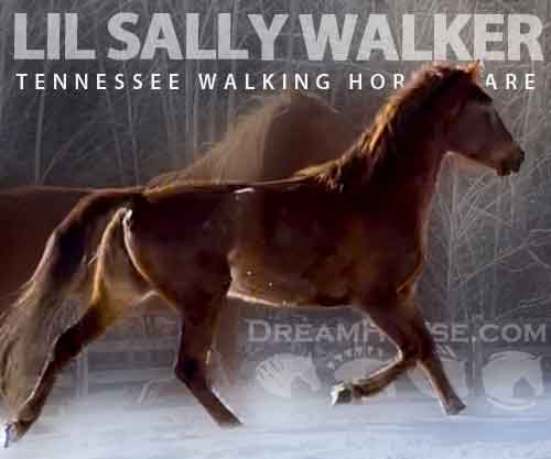 Horse ID: 2270090 Lil Sally Walker