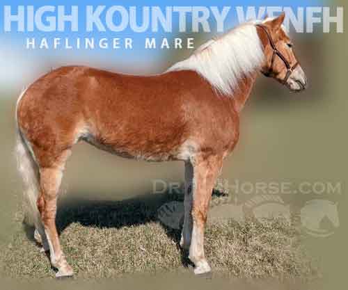 Horse ID: 2270151 High Kountry WENFH