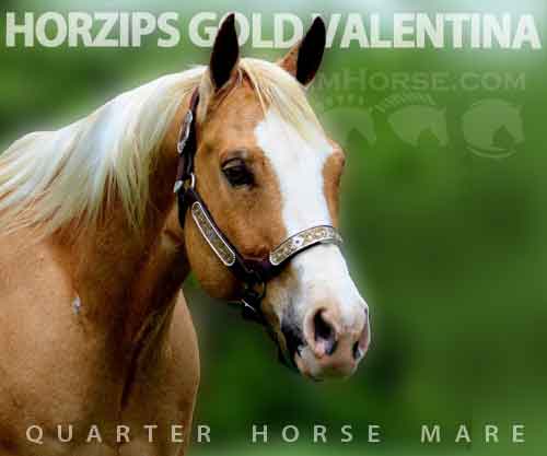 Horse ID: 2270153 ZIPS GOLD VALENTINA