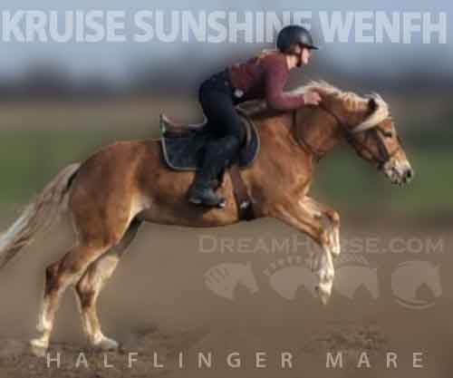 Horse ID: 2270157 KRUISE SUNSHINE WENFH