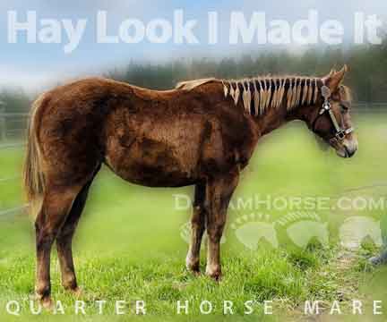 Horse ID: 2270160 Hay Look I Made It