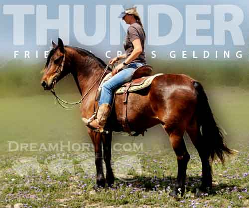 Horse ID: 2270261 Thunder
