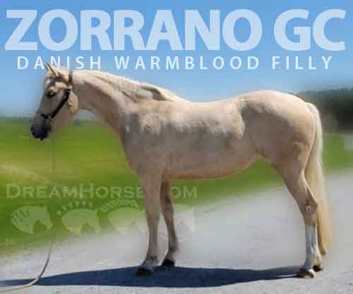 Horse ID: 2270277 Zorrano GC