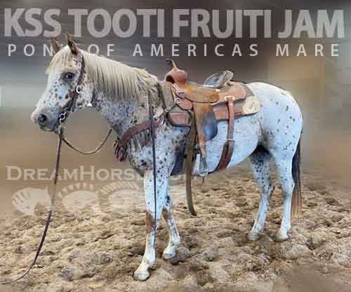 Horse ID: 2270278 KSS Tooti Fruiti Jam