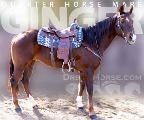 Horse ID: 2270340 Ginger