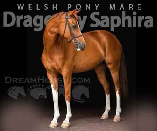 Horse ID: 2270353 Dragonfly Saphira