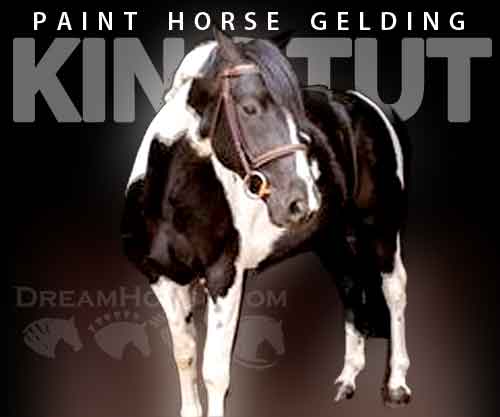 Horse ID: 2270354 King Tut