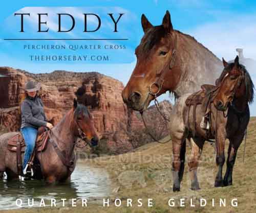 Horse ID: 2270375 Teddy