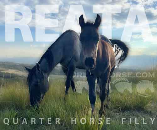 Horse ID: 2270382 Reata
