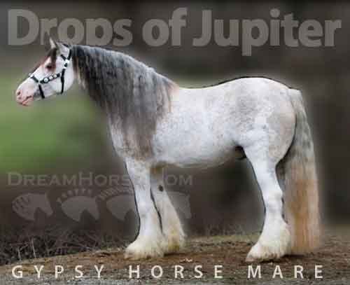 Horse ID: 2270423 Drops of Jupiter