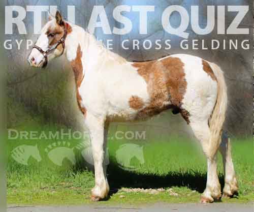 Horse ID: 2270425 Rti last quiz