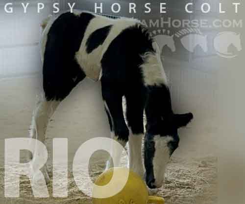 Horse ID: 2270450 GREENLAND GYPSY FARM RIO BARVO