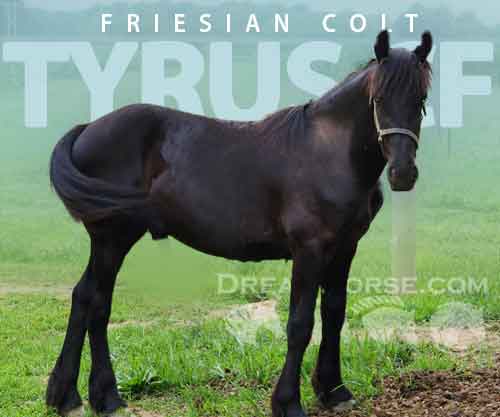 Horse ID: 2270457 Tyrus cf