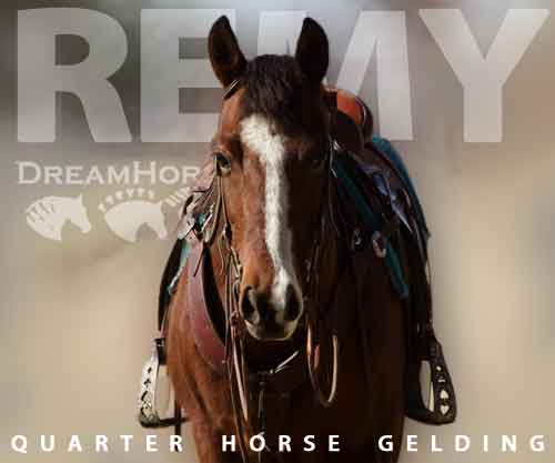 Horse ID: 2270482 Remy