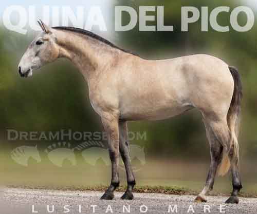 Horse ID: 2270493 Quina del Pico
