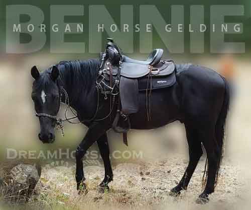 Horse ID: 2270538 Bennie