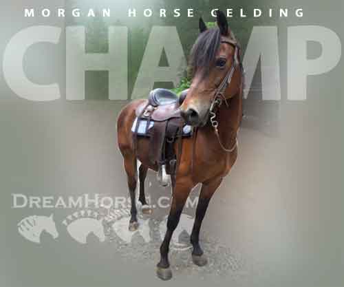 Horse ID: 2270540 Champagne Polo Promise