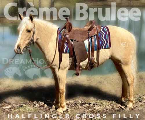 Horse ID: 2270574 Crème Brulee