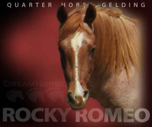 Horse ID: 2270600 ROCKY ROMEO