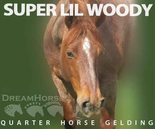 Horse ID: 2270602 SUPER LIL WOODY