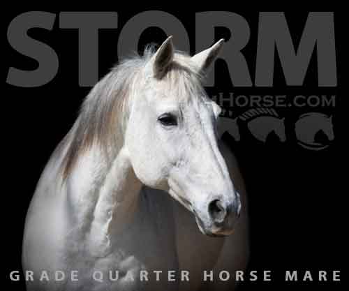 Horse ID: 2270619 Storm