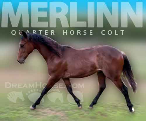 Horse ID: 2270627 Merlinn