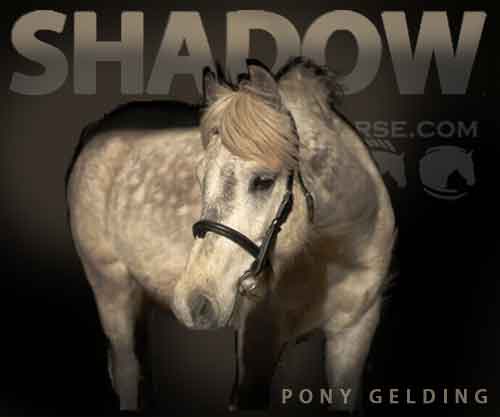 Horse ID: 2270722 Beyond a Shadow of a Doubt