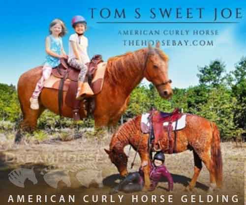 Horse ID: 2270752 Tom’s Sweet Joe