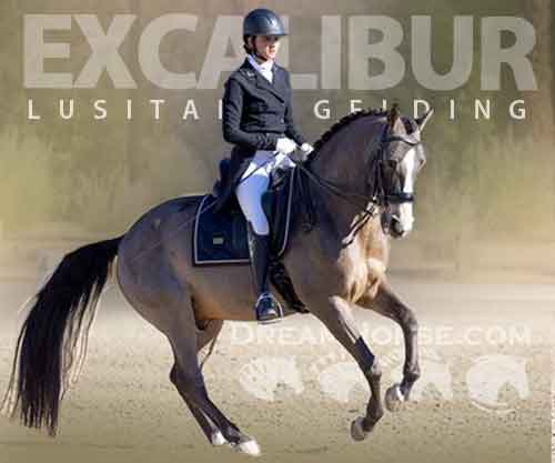 Horse ID: 2270753 Excalibur