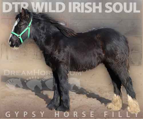 Horse ID: 2270772 DTR Wild Irish Soul