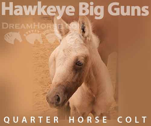 Horse ID: 2270810 Hawkeye Big Guns (pending AQHA registration)