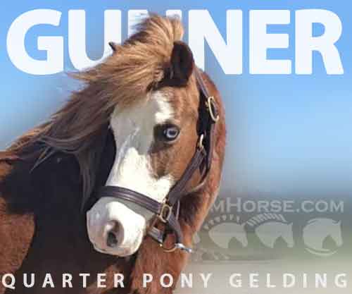 Horse ID: 2270935 Gunner