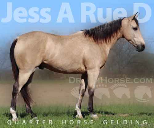 Horse ID: 2270937 Jess A Rue D