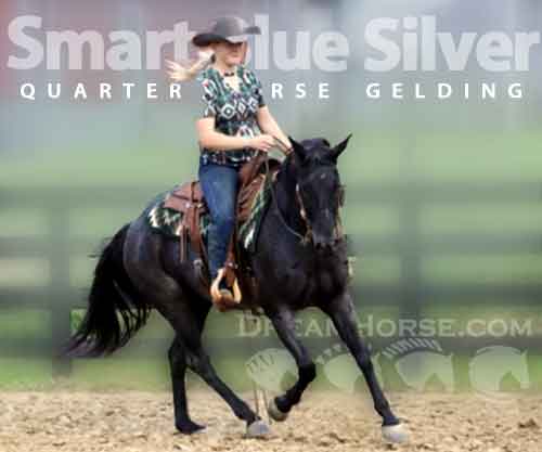 Horse ID: 2270938 Smart Blue Silver