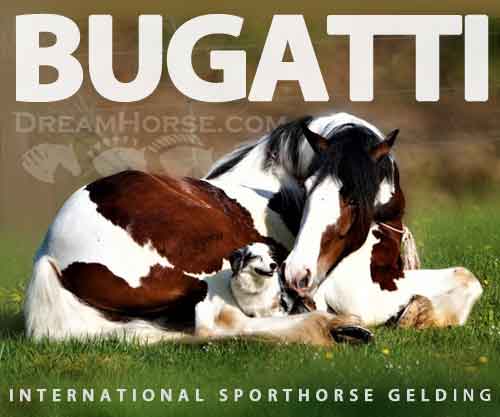 Horse ID: 2270954 Bugatti