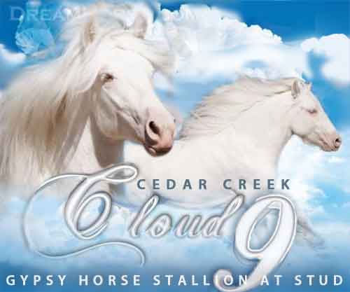 Horse ID: 2270989 Cedar Creek Cloud 9