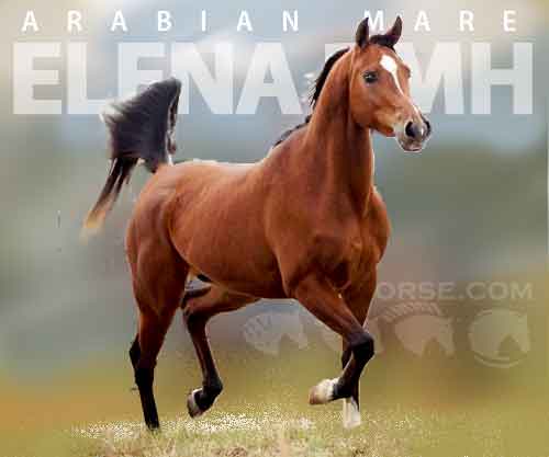 Horse ID: 2271010 ELENA RMH