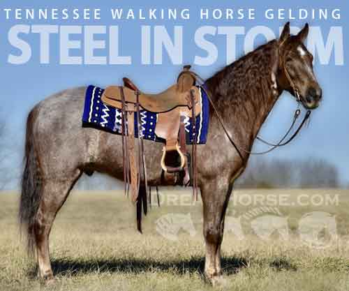 Horse ID: 2271017 STEEL IN STORM DCW