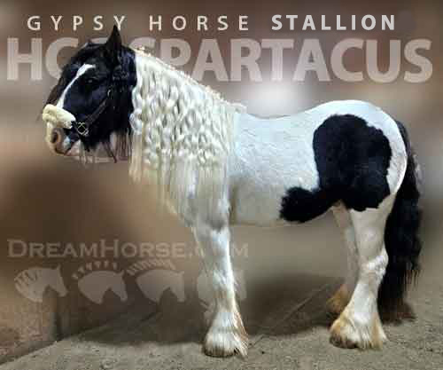 Horse ID: 2271083 HCG Spartacus