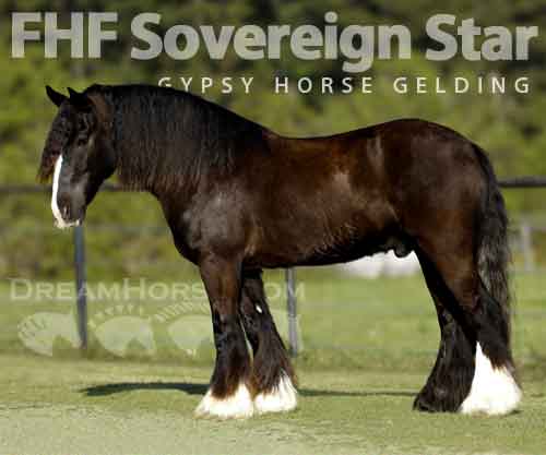 Horse ID: 2271108 FHF Sovereign Star
