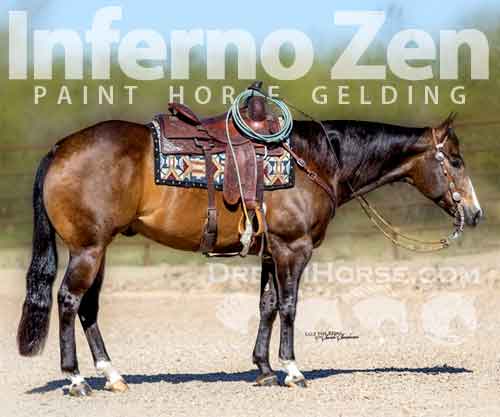 Horse ID: 2271133 Inferno Zen