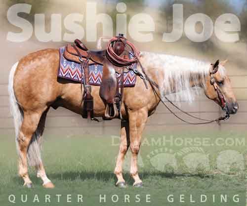 Horse ID: 2271134 Sushie Joe