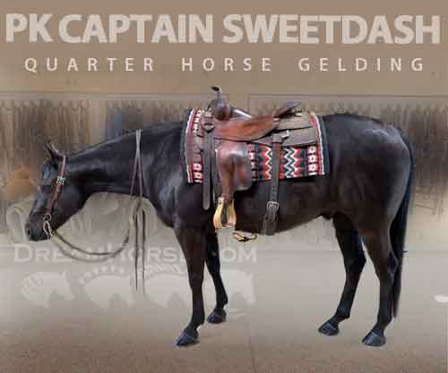 Horse ID: 2271140 PK CAPTAIN SWEETDASH