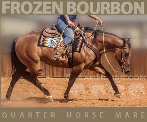 Horse ID: 2271143 FROZEN BOURBON
