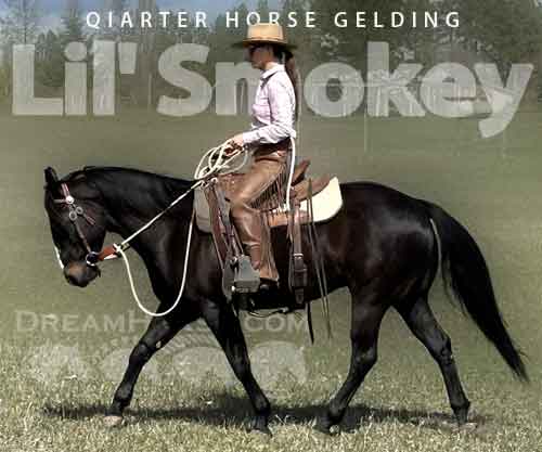 Horse ID: 2271158 Lil' Smokey